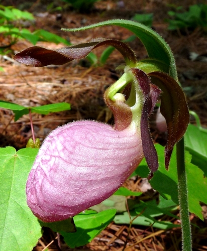 {Cypripedium acaule}
